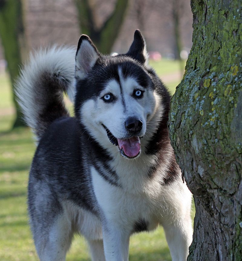 Dog Breeds Closest To Wolves