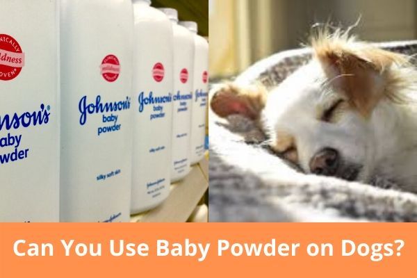 Can You Use Baby Powder on Dogs?