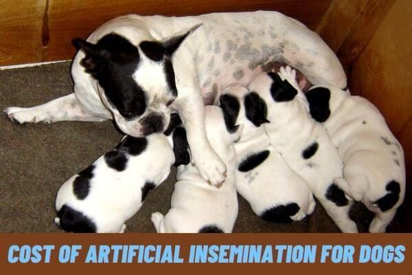 Cost of Artificial Insemination for Dogs